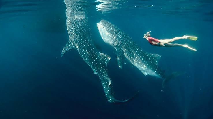 Whale Shark Teluk Saleh Sumbawa